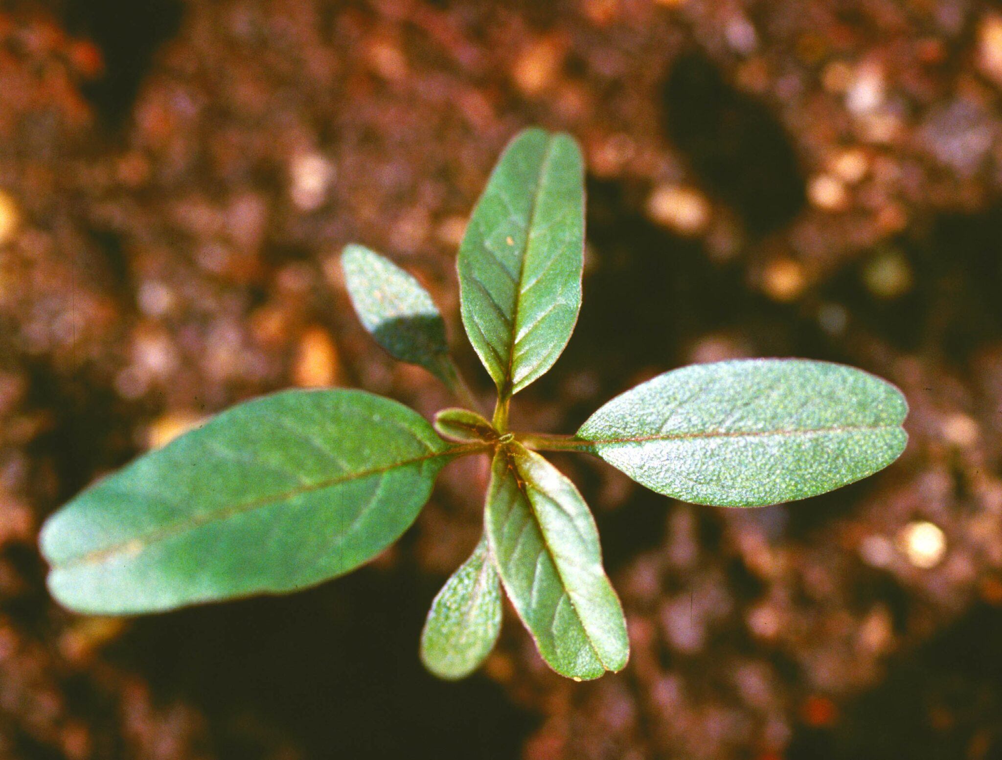 SeedlingManagementSectionF-2048x1554